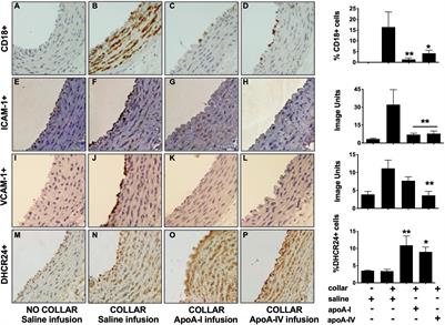Inhibition of Vascular Inflammation by Apolipoprotein A-IV